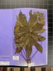 Herbarium sample